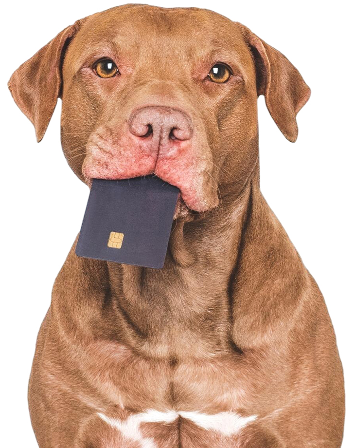 A brown dog with a gentle expression holds a black credit card in its mouth.