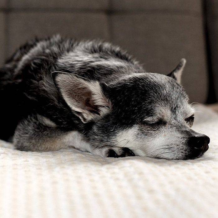 old chihuhua dog sleeping
