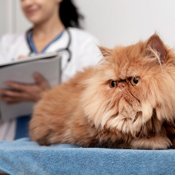 fluffy cat visiting the veterinarian for routine vaccinations